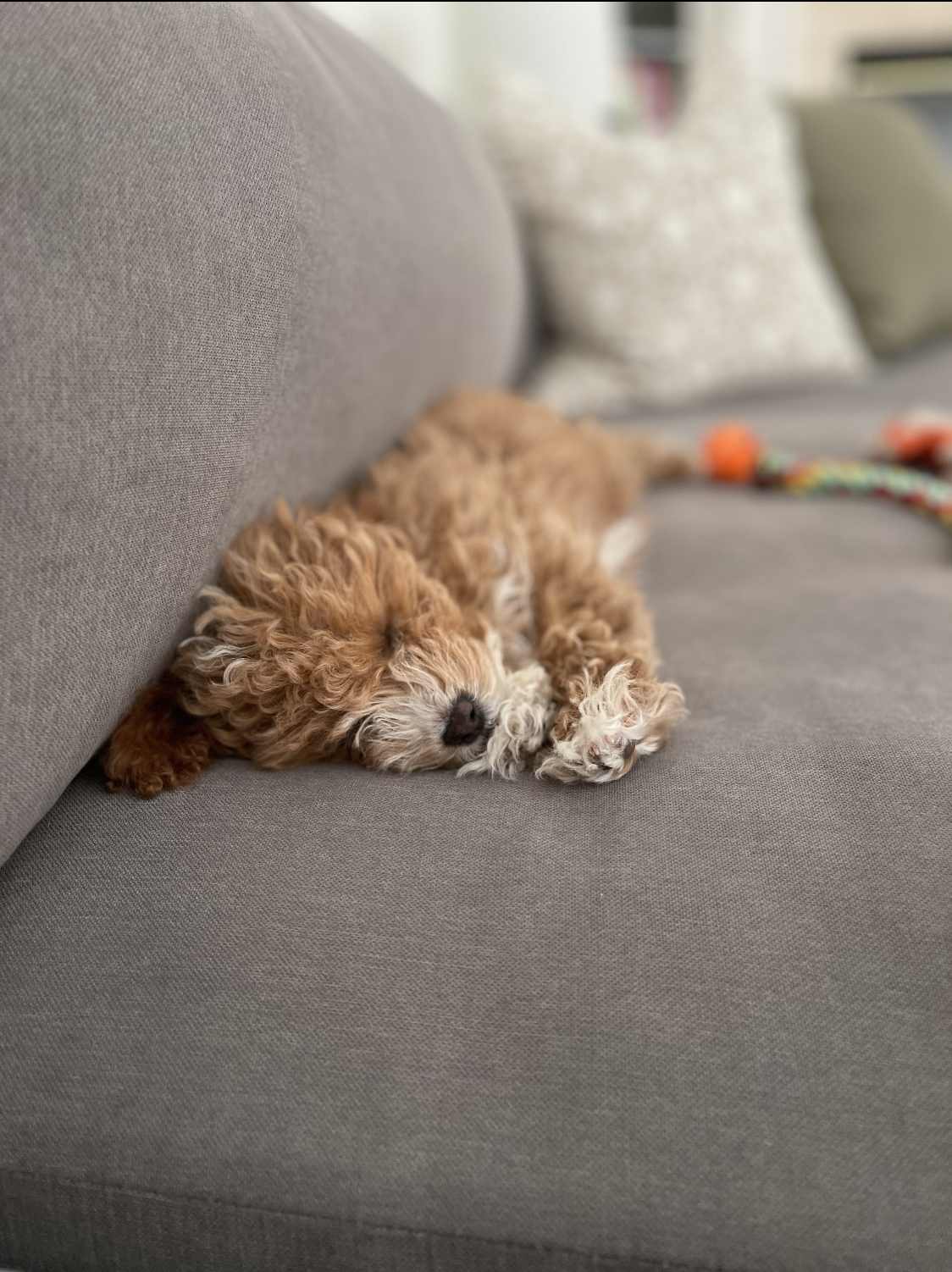 Cute doodle puppy sleeping on couch after playing with dog toys